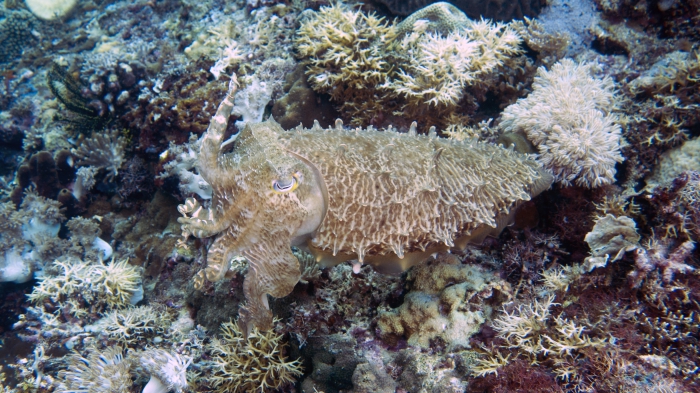 Sepia latimanus BroadclubCuttlefish DMS Sepia latimanus BroadclubCuttlefish DMS