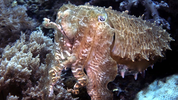 Sepia latimanus BroadclubCuttlefish3 DMS