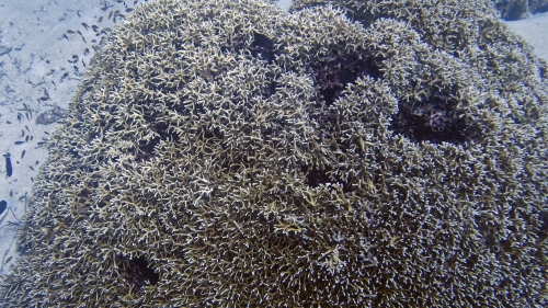 Seriatopora hystrix BirdsnestCoral DMS