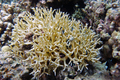 Anthozoa