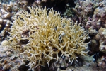 Seriatopora hystrix Birdsnest coral1 DMS