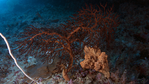 Siphonogorgia mirabilis BrittleSoftCoral DMS