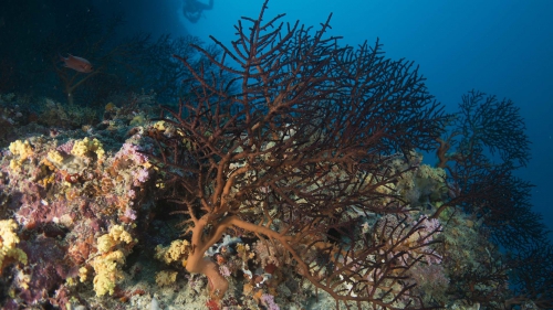 Siphonogorgia mirabilis BrittleSoftCoral1 DMS