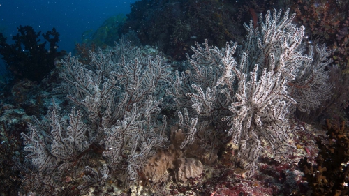 Siphonogorgia mirabilis BrittleSoftCoral2 DMS