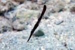 Robust Ghost Pipefish