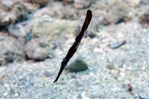Solenostomus cyanopterus Robust ghost pipefish DMS
