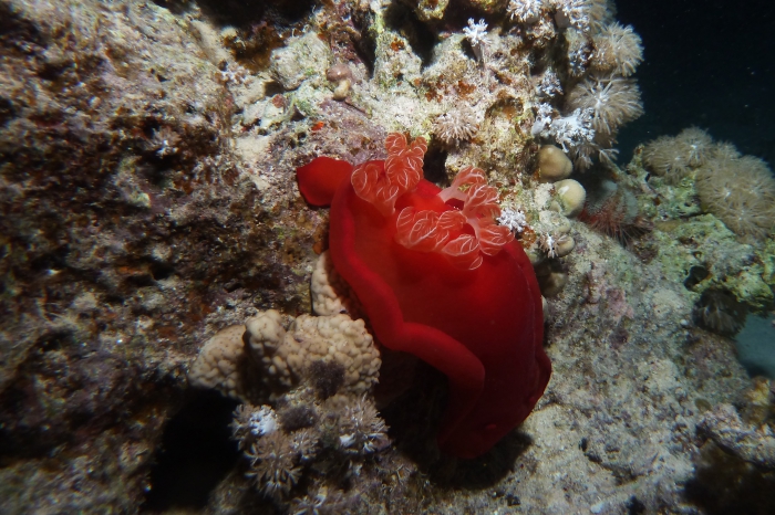 Spanish Dancer Hexabranchus sanguineus DMS