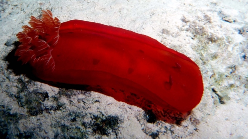 Spanish Dancer Hexabranchus sanguineus1 DMS