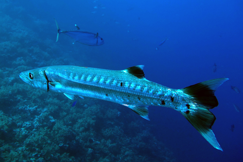 Sphyraena barracuda Great barracuda DMS