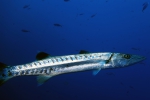 Sphyraena barracuda Great barracuda1 DMS