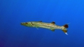 Sphyraena barracuda Great barracuda3 DMS