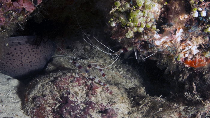 Stenopus hispidus BandedBoxerShrimp DMS