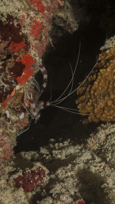 Stenopus hispidus BandedBoxerShrimp1 DMS