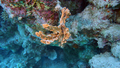 Porifera (sponges)