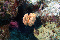 Porifera (sponges)