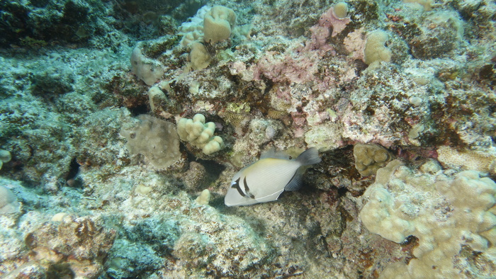 Sufflamen bursa ScytheTriggerfish DMS