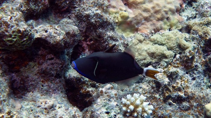 Sufflamen chrysopterum Halfmoon triggerfish DMS