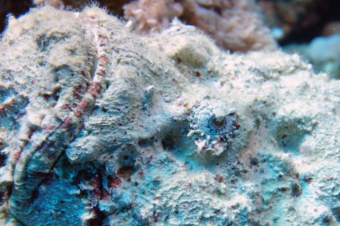 Synanceia verrucosa Reef stonefish DMS Synanceia verrucosa Reef stonefish DMS