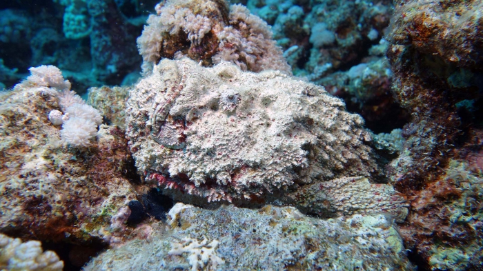 Synanceia verrucosa Reef stonefish1 DMS Synanceia verrucosa Reef stonefish1 DMS
