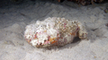 Synanceia verrucosa Stonefish DMS