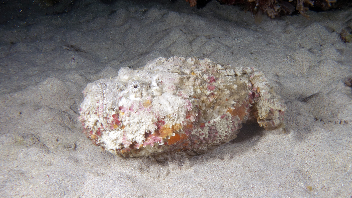 Synanceia verrucosa Stonefish DMS Synanceia verrucosa Stonefish DMS