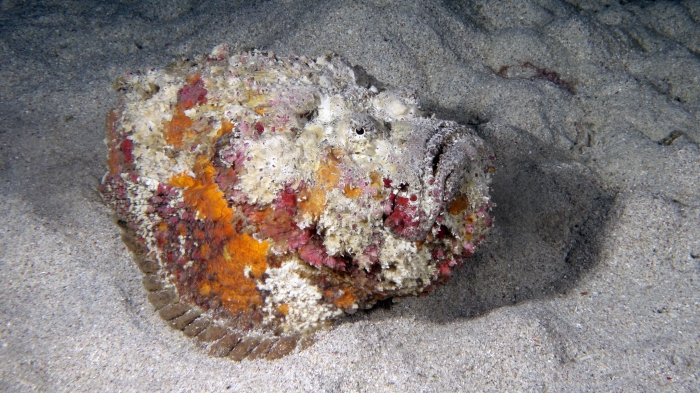 Synanceia verrucosa Stonefish2 DMS