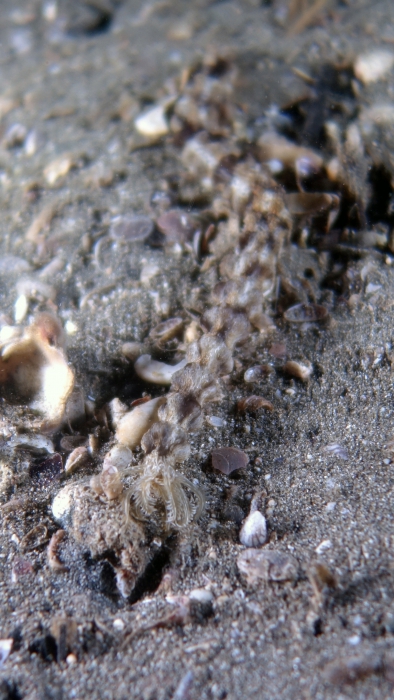 Synapta maculata SpottedWormSeaCucumber DMS Synapta maculata SpottedWormSeaCucumber DMS