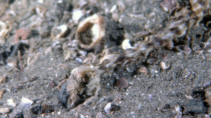 Synapta maculata SpottedWormSeaCucumber1 DMS Synapta maculata SpottedWormSeaCucumber1 DMS