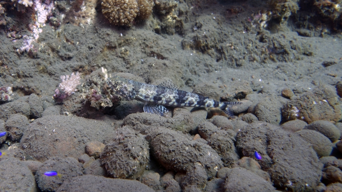 Synodus macrops LagoonLizardfish1 DMS Synodus macrops LagoonLizardfish1 DMS