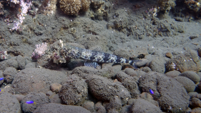 Synodus macrops LagoonLizardfish1 DMS