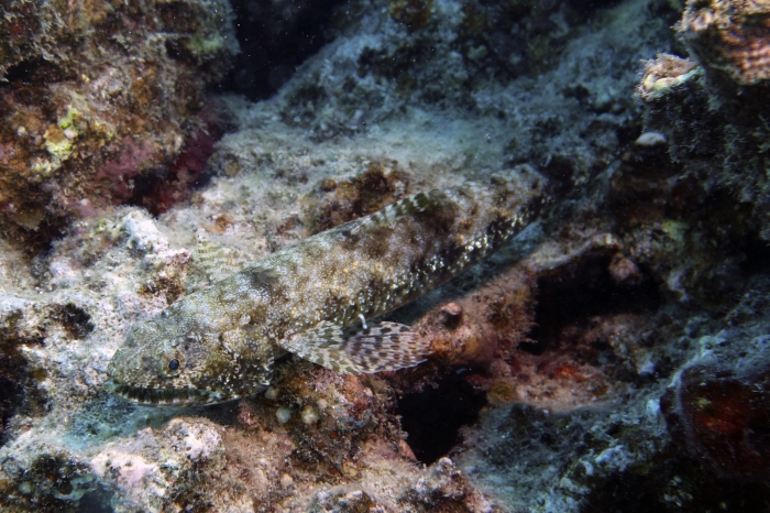 Synodus nebulosa Nebulous lizardfish DMS Synodus nebulosa Nebulous lizardfish DMS