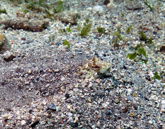 Synodus variegatus Variegated lizardfish1 DMS Synodus variegatus Variegated lizardfish1 DMS