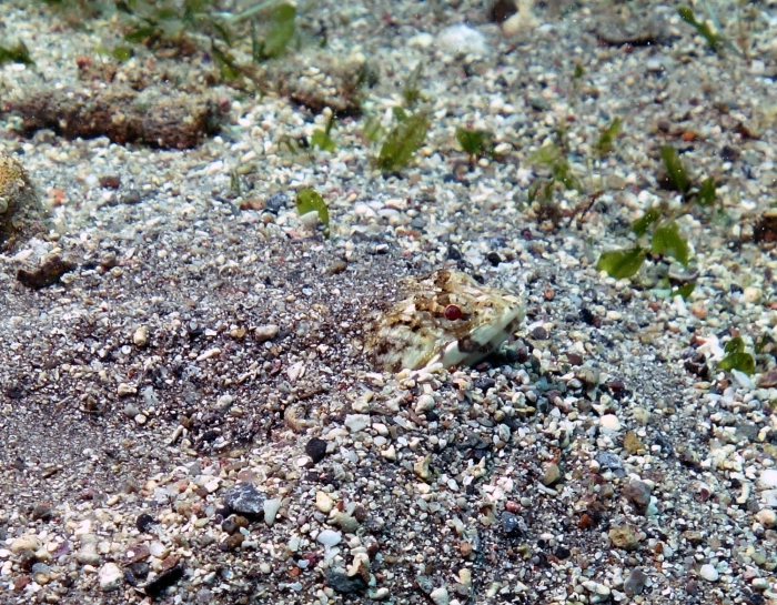 Synodus variegatus Variegated lizardfish1 DMS