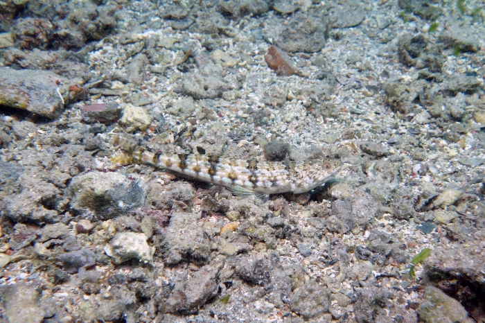 Synodus variegatus Variegated lizardfish2 DMS