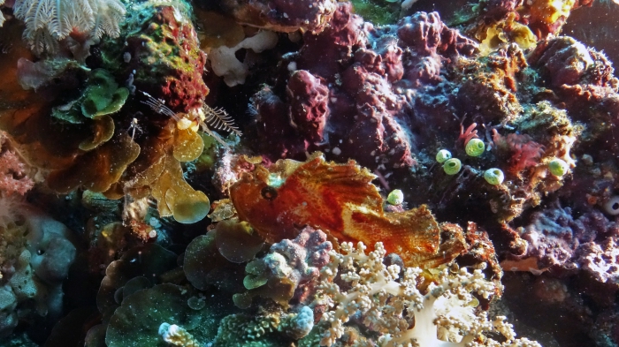 Taenianotus triacanthus LeafScorpionfish DMS Taenianotus triacanthus LeafScorpionfish DMS
