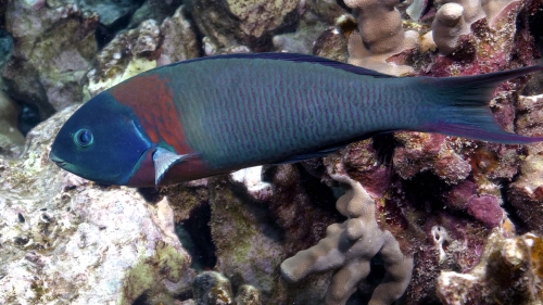 Thalassoma duperrey SaddleWrasse DMS