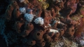 Porifera (sponges)