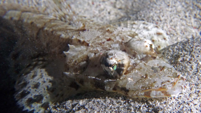 Thysanophrys celebica ManadoFlathead DMS Thysanophrys celebica ManadoFlathead DMS