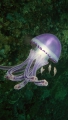 Scyphozoa (jelly fish)