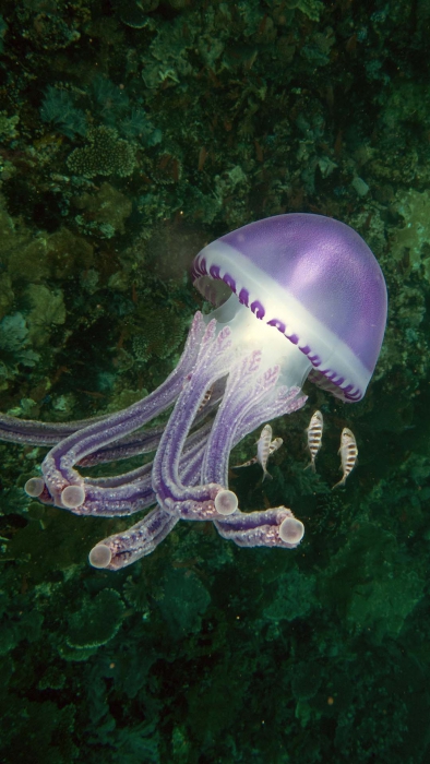 Thystanostoma loriferum DMS Thystanostoma loriferum DMS