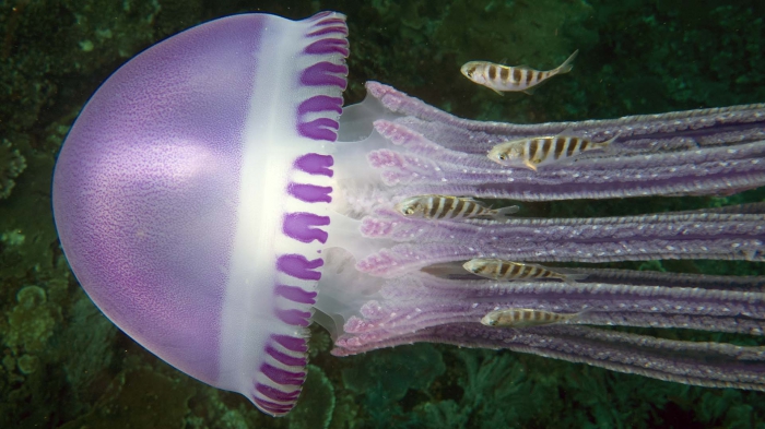 Thystanostoma flagellatum2 DMS Thystanostoma flagellatum2 DMS
