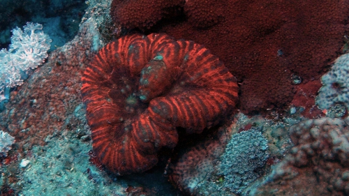 Trachyphyllia Geoffroyi DMS