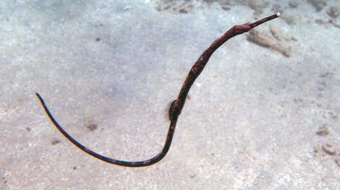 Trachyrhamphus longirostris Straightstick pipefish DMS Trachyrhamphus longirostris Straightstick pipefish DMS