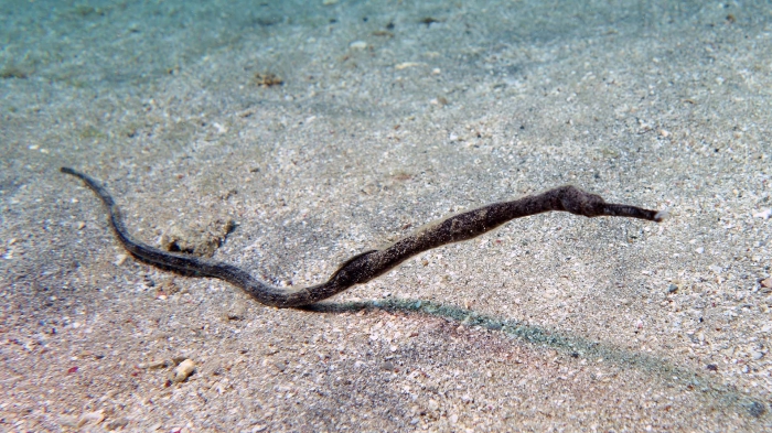 Trachyrhamphus longirostris Straightstick pipefish1 DMS