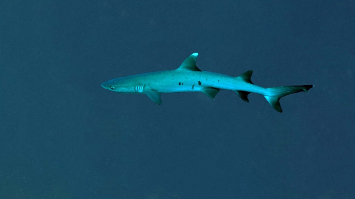 Triaenodon obesus WhitetipReefShark DMS Triaenodon obesus WhitetipReefShark DMS