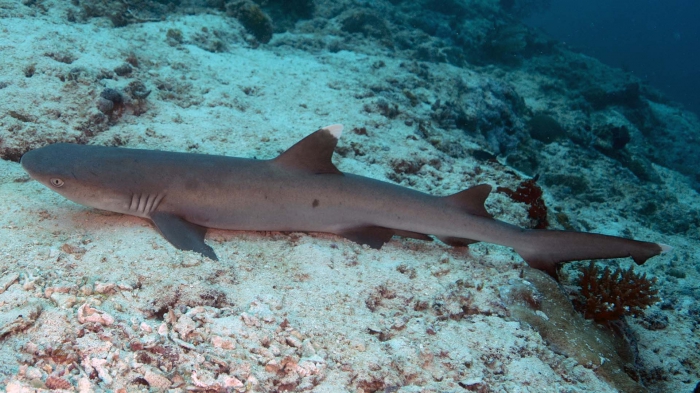 Triaenodon obesus WhitetipReefShark2 DMS Triaenodon obesus WhitetipReefShark2 DMS