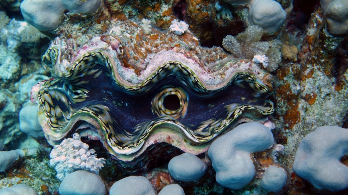 Tridacna maxima Small giant clam DMS
