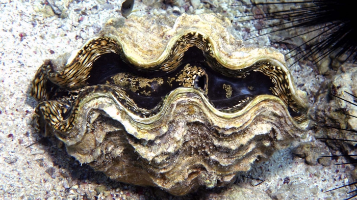 Tridacna maxima Small giant clam2 DMS Tridacna maxima Small giant clam2 DMS