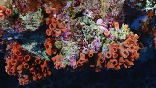 Tubastraea coccinea Orange cup coral DMS