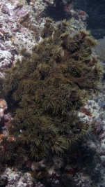 Tubastraea micranthus MidnightCoral night DMS